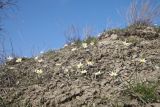 Tulipa biflora