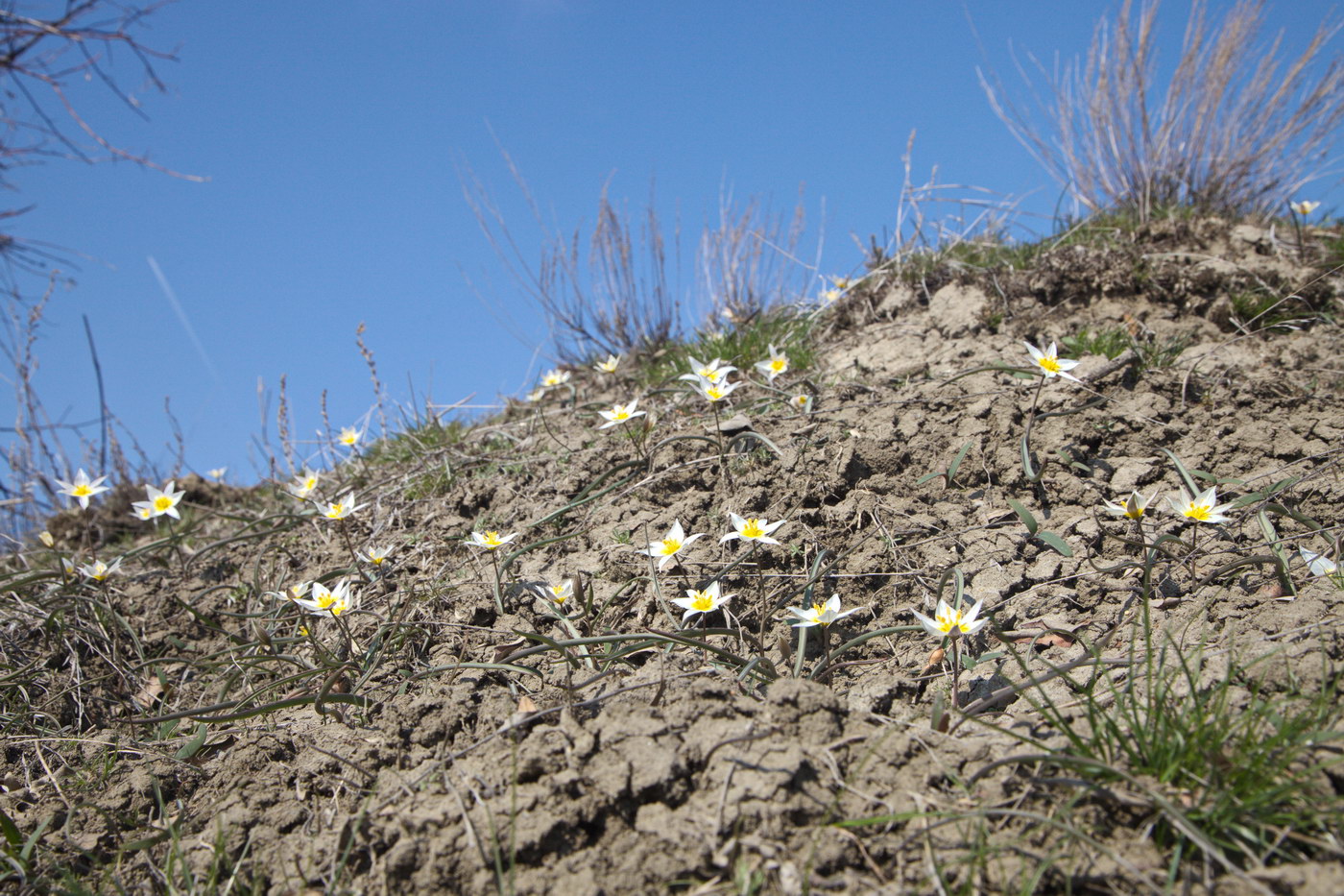 Изображение особи Tulipa biflora.
