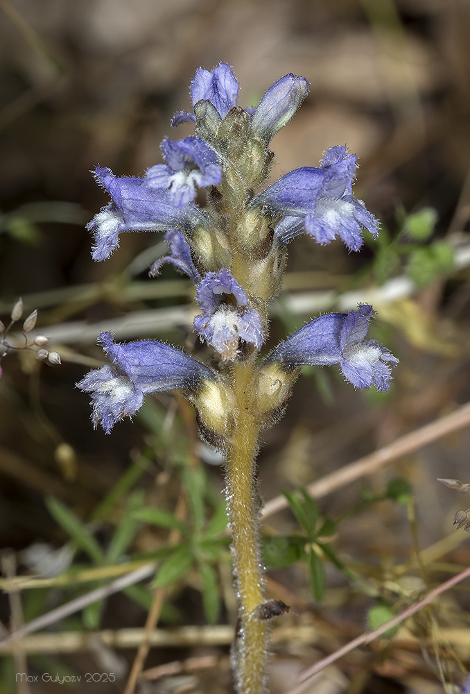 Image of genus Phelipanche specimen.