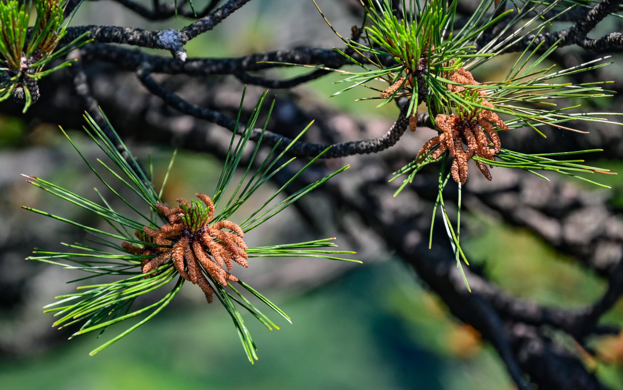 Изображение особи Pinus taiwanensis.