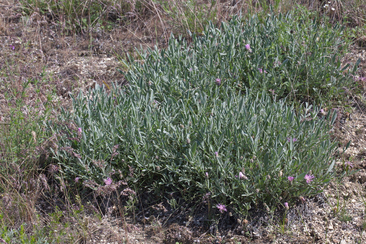 Изображение особи Psephellus carbonatus.