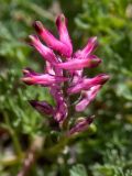 Fumaria officinalis