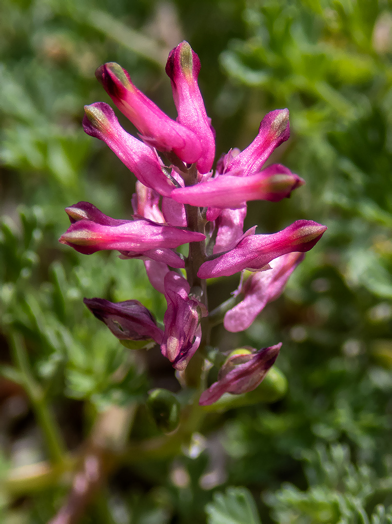Image of Fumaria officinalis specimen.