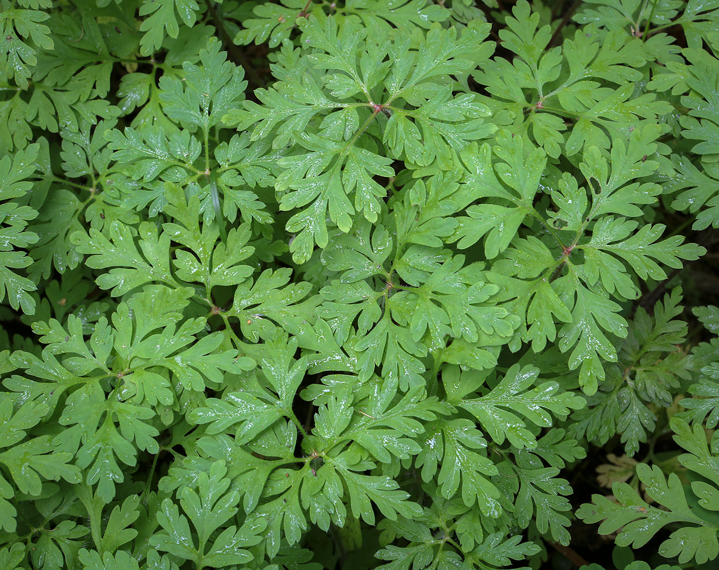 Изображение особи Geranium robertianum.