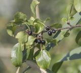 Image of taxon representative. Author is Владимир Семашко