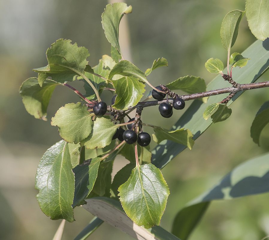 Image of Rhamnus cathartica specimen.