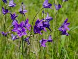 Campanula wolgensis. Верхушки цветущих и бутонизирующих веточек с сидящим насекомым. Башкортостан, Кугарчинский р-н, окр. дер. Мурадымово, природный парк \"Мурадымовское ущелье\", разнотравный луг. 30 мая 2024 г.