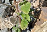 Agastache rugosa. Нижняя часть побега. Приморский край, окр. пос. Дунай, безымянная бухта, каменистый берег моря. 04.10.2025.