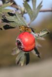 Crataegus orientalis. Плод с мухой. ЮЗ Крым, окр. с. Резервное, гора Калафатлар, заросшая кустарником поляна. 16.10.2025.