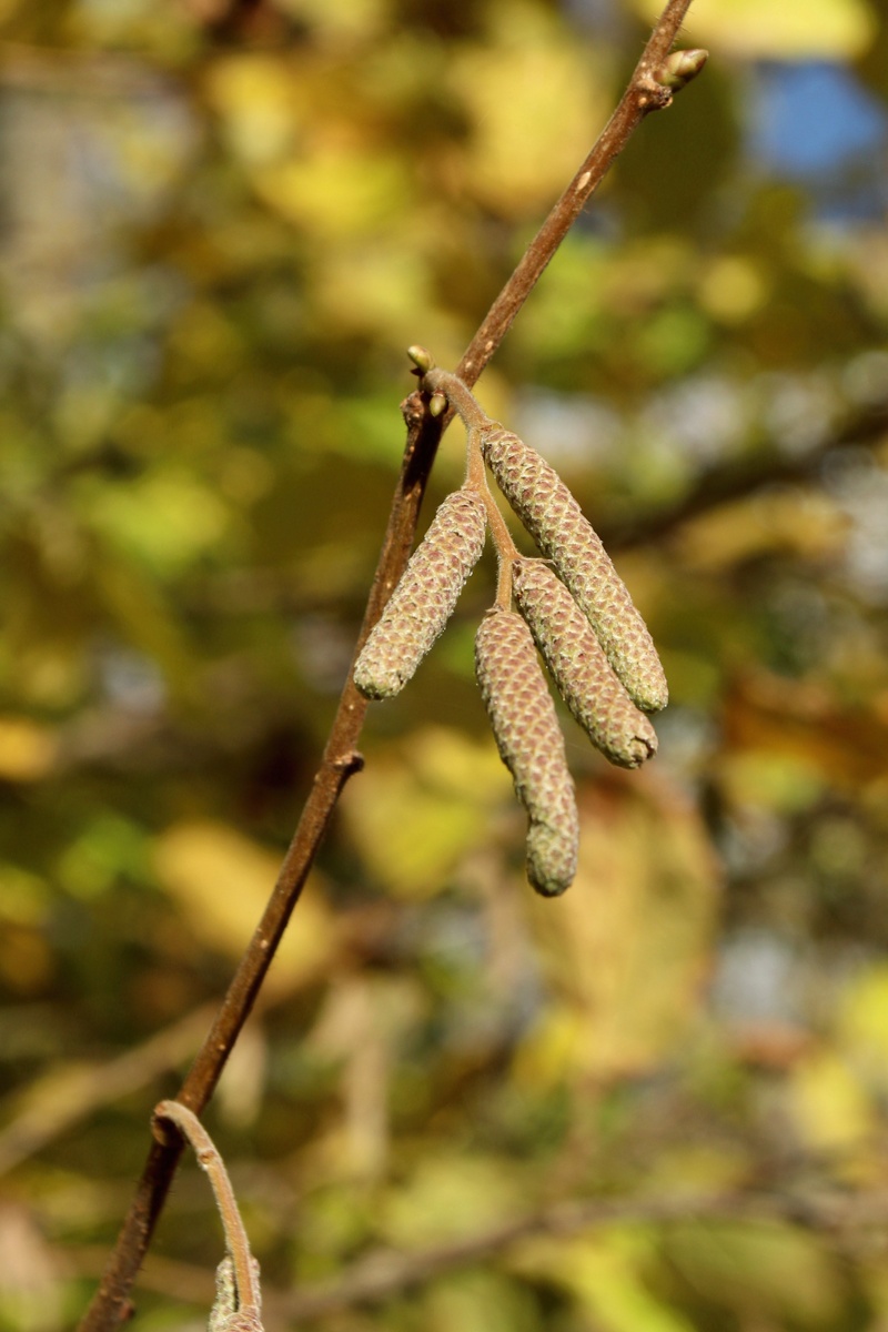 Изображение особи Corylus avellana.