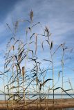 Phragmites australis