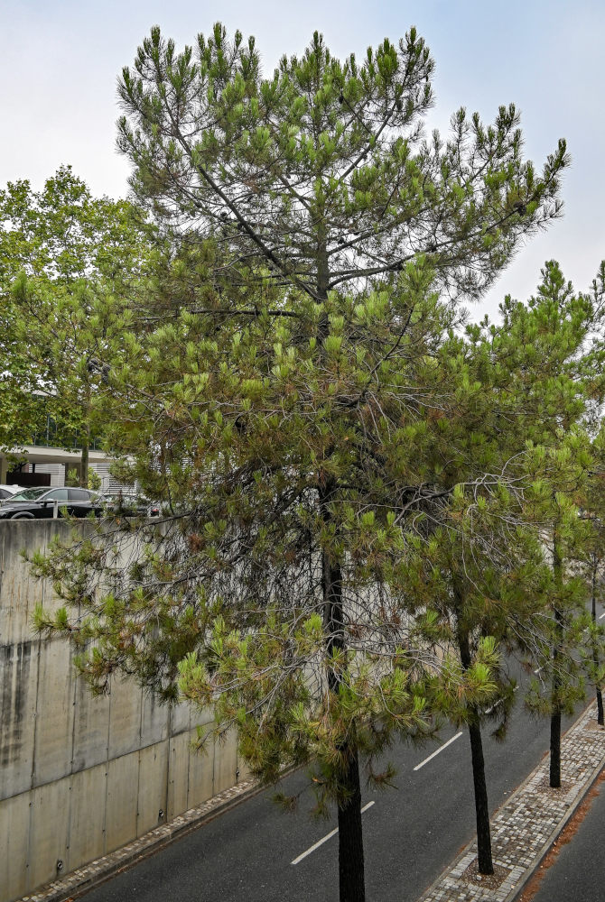 Изображение особи Pinus pinaster.