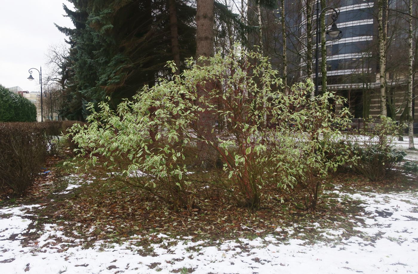 Image of genus Swida specimen.