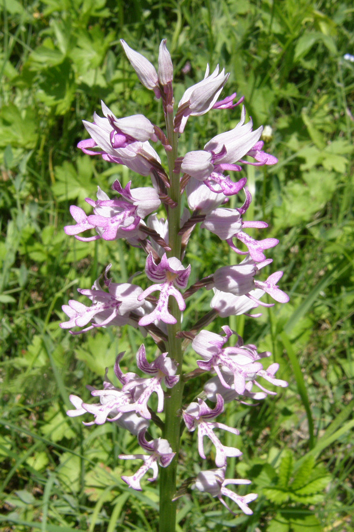 Image of Orchis militaris ssp. stevenii specimen.