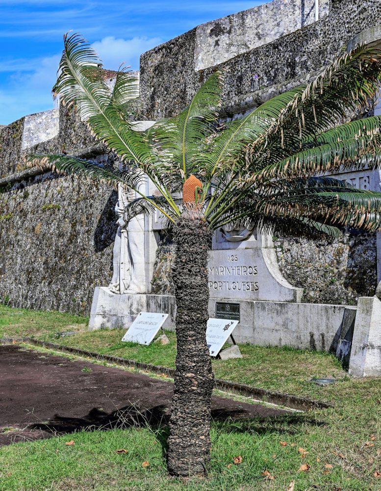 Изображение особи Cycas revoluta.