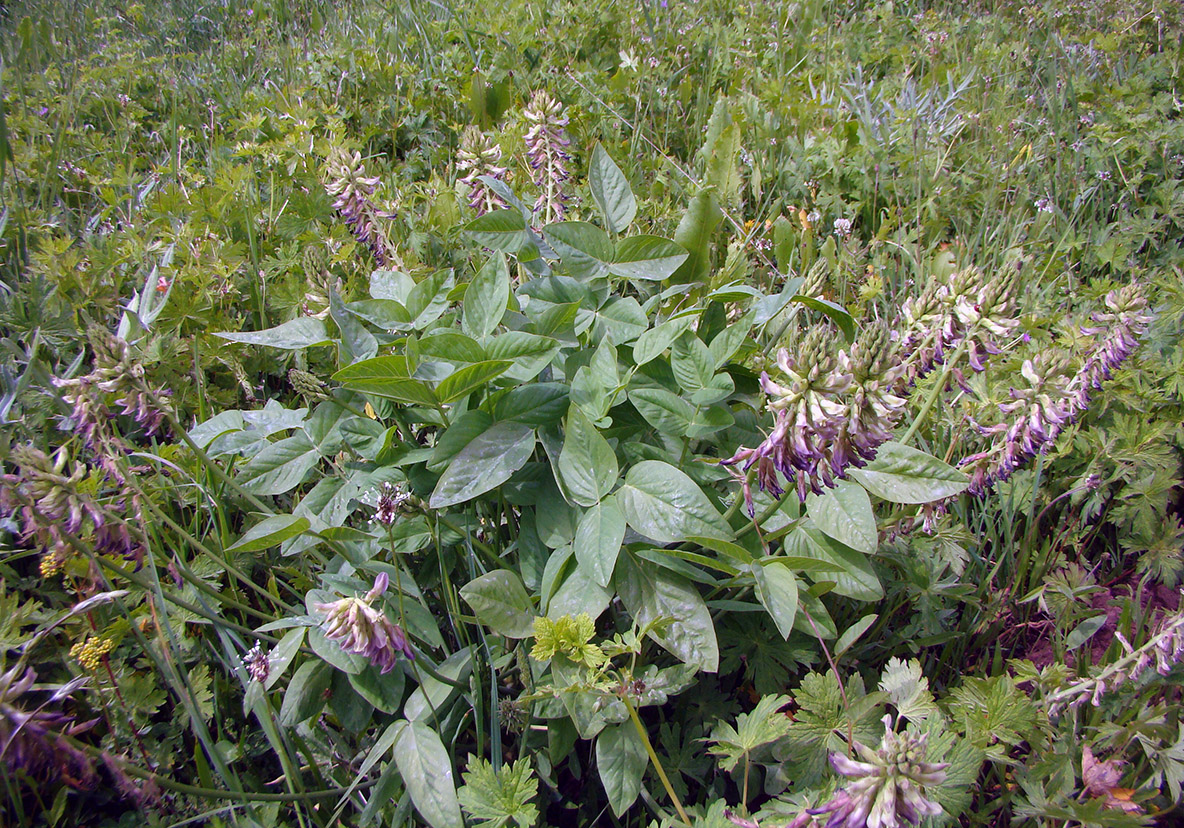 Изображение особи Astragalus acormosus.