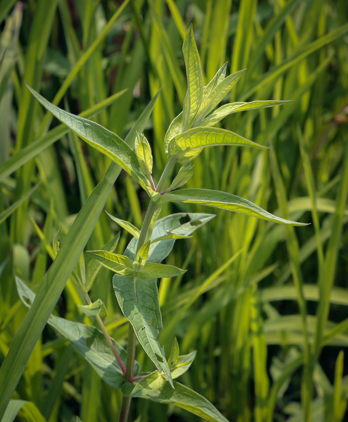 Image of Lythrum salicaria specimen.