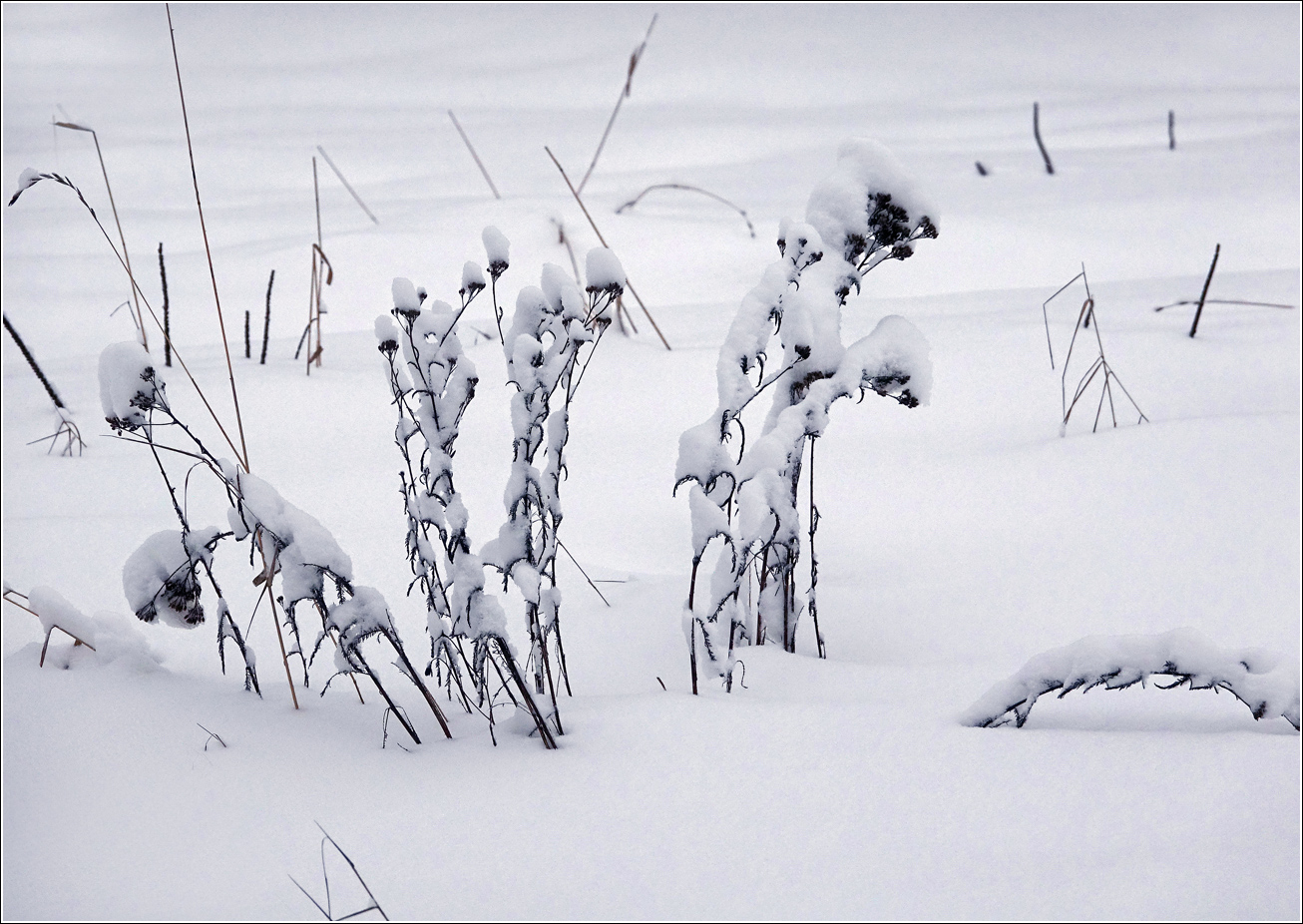 Изображение особи Неопознанный вид.