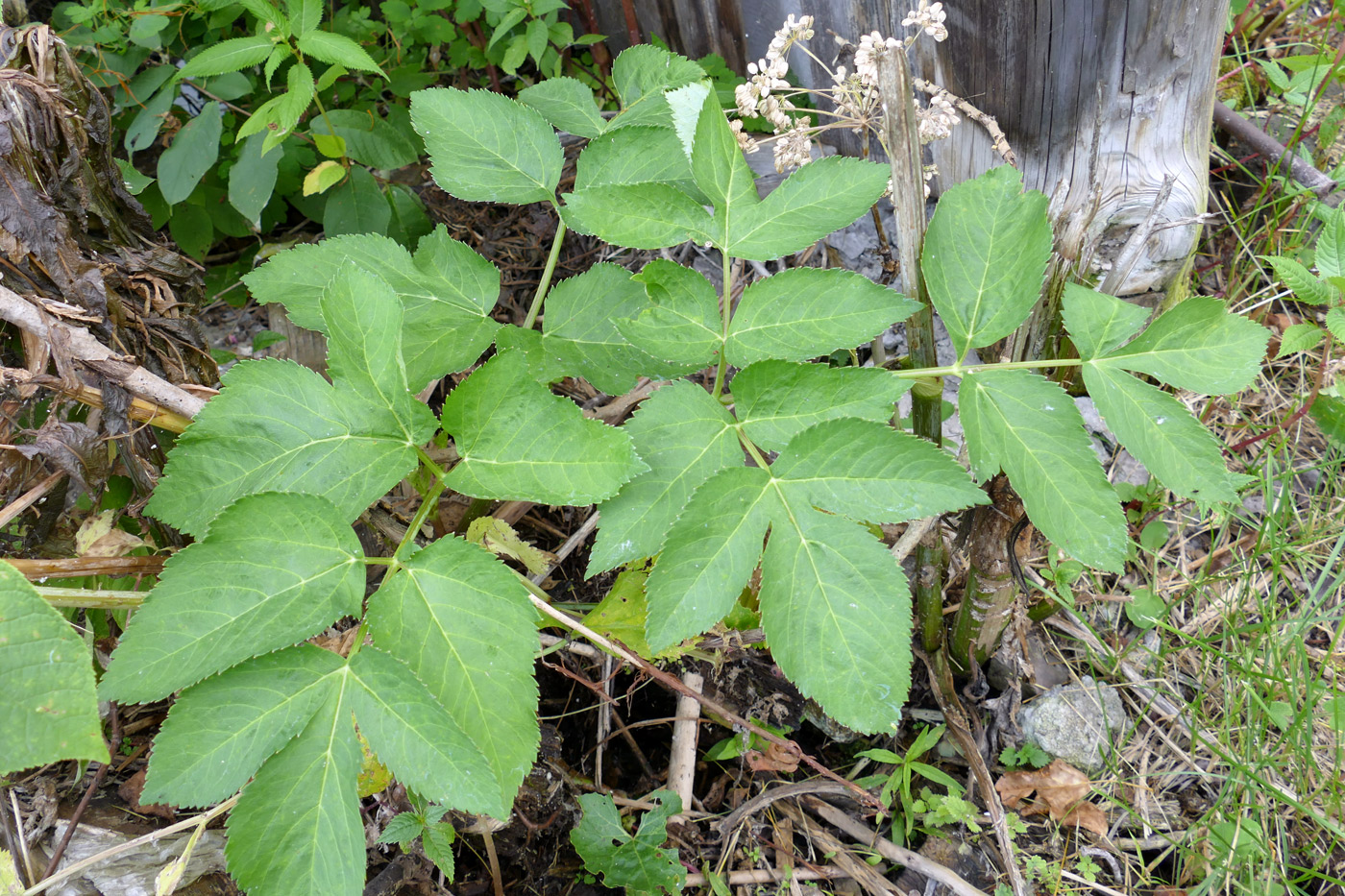 Изображение особи Archangelica officinalis.
