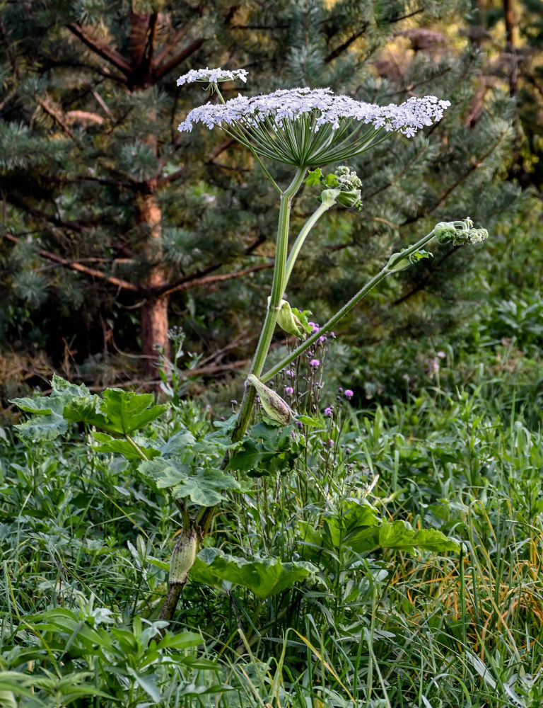 Image of Heracleum sosnowskyi specimen.