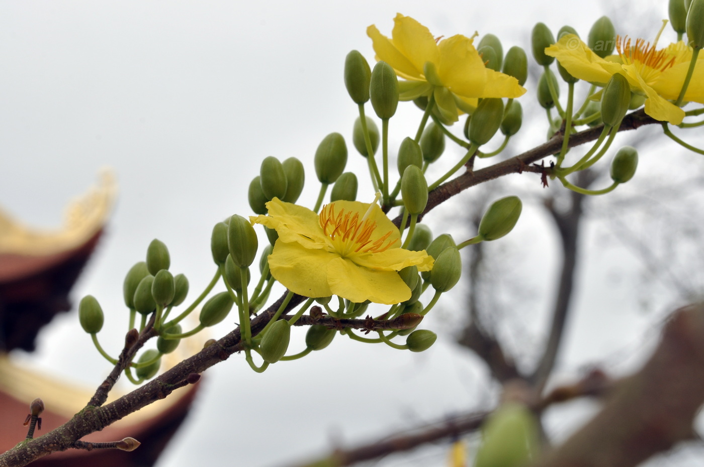 Изображение особи род Ochna.