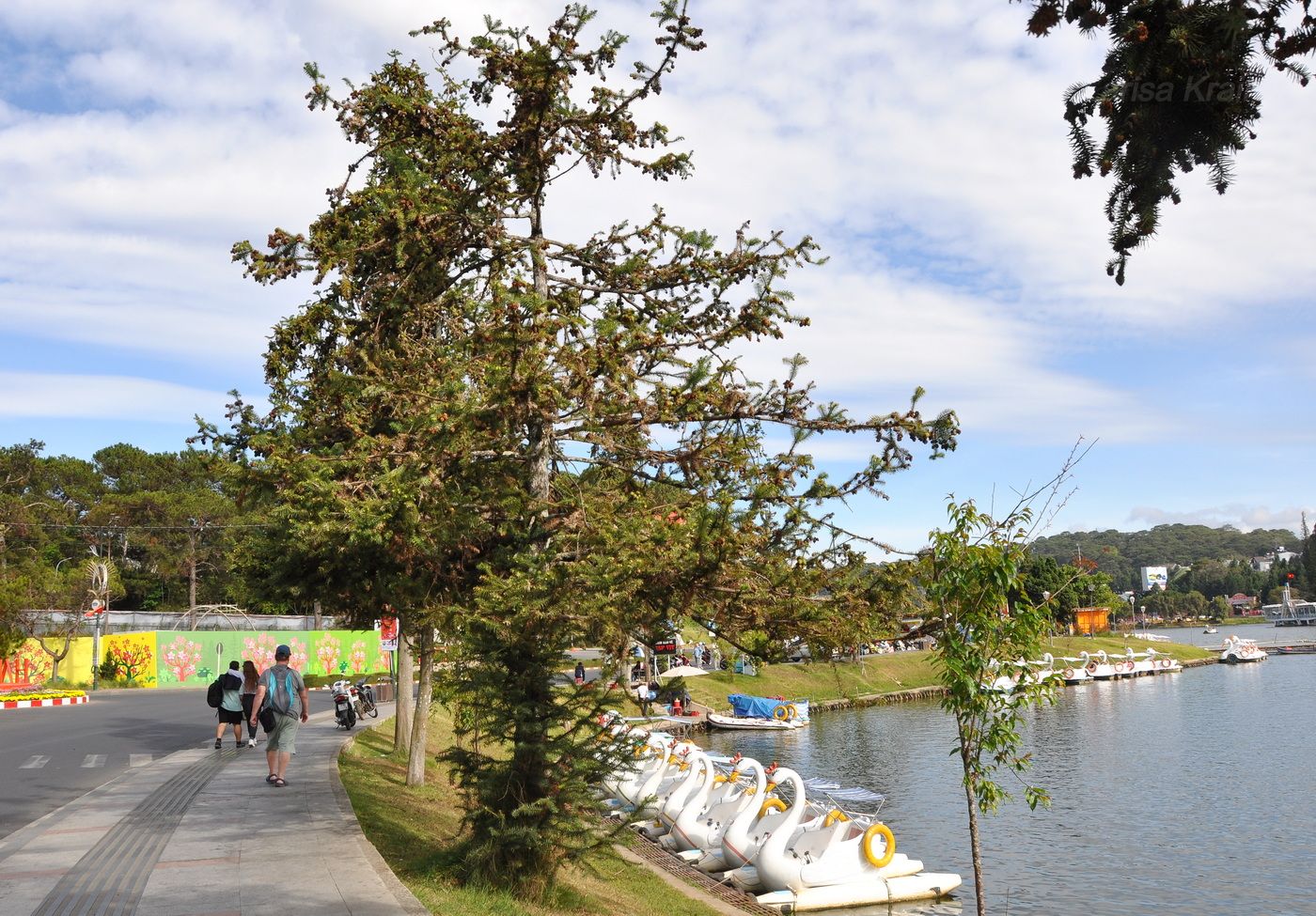 Image of Cunninghamia lanceolata specimen.