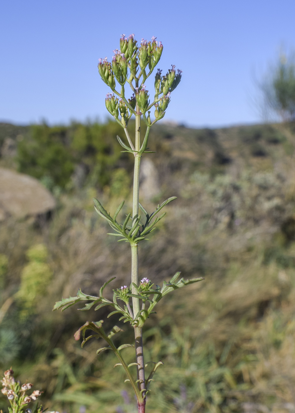 Image of Centranthus calcitrapae specimen.