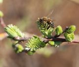 Salix bebbiana. Верхушки побегов с женскими соцветиями и фуражирующей медоносной пчелой. Приморский край, Пограничный р-н, окр. пгт Пограничный, обочина дороги. 02.05.2026.