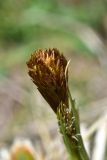 familia Cyperaceae. Расцветающее мужское соцветие. Грузия, край Самцхе-Джавахети, Ниноцминдский муниципалитет, юго-восточный склон горы Патара-Абули, окр. крепости Кероглы, выс. ок. 2450 м н.у.м. 7 июня 2026 г.