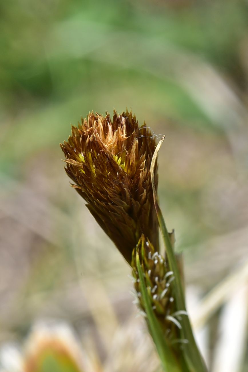 Image of familia Cyperaceae specimen.