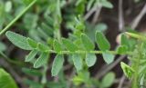 Astragalus danicus. Лист. Тульская обл., Богородицкий р-н, пос. Товарковский, дер. Лёвинка, переувлажнённый луг. 31.05.2026.