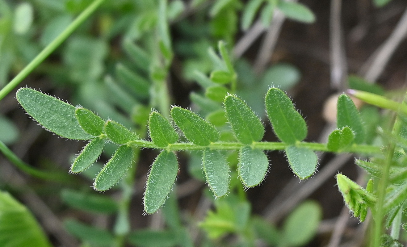 Image of Astragalus danicus specimen.