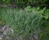 Carex acuta. Цветущие растения. Карелия, г. Петрозаводск, берег Петрозаводской губы Онежского озера. 07.06.2026.
