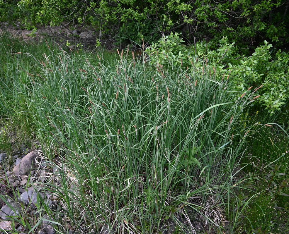 Image of Carex acuta specimen.