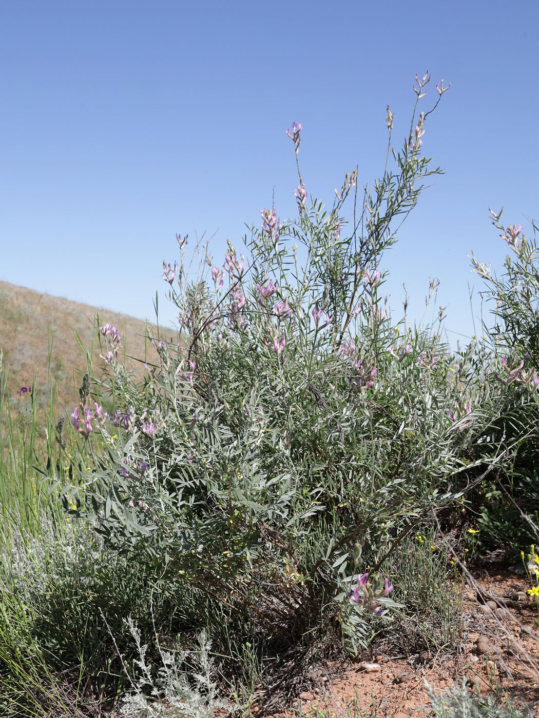 Image of Astragalus astrachanicus specimen.