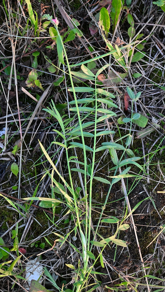 Изображение особи Onobrychis arenaria.