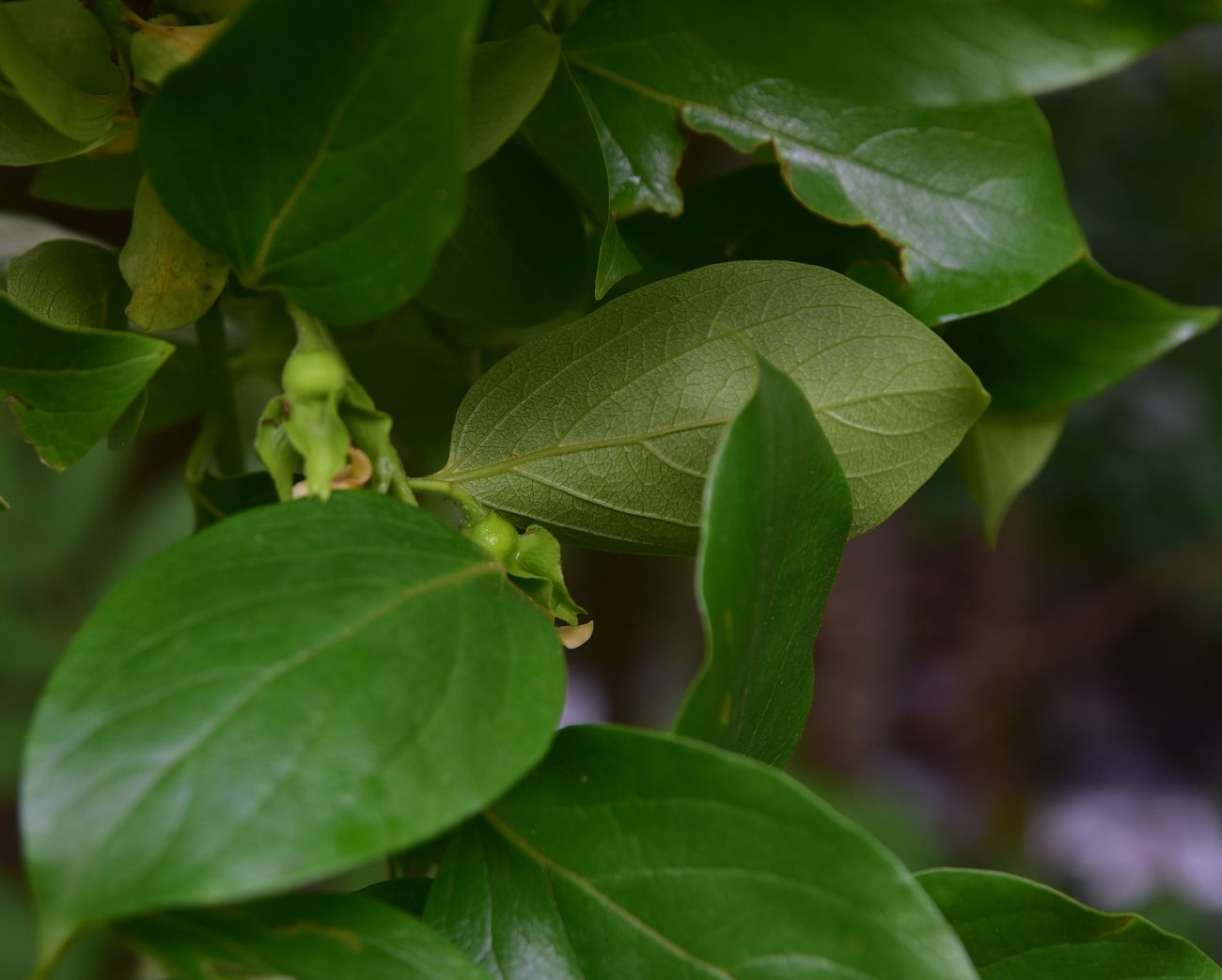 Изображение особи Diospyros lotus.