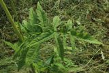 Cirsium oleraceum
