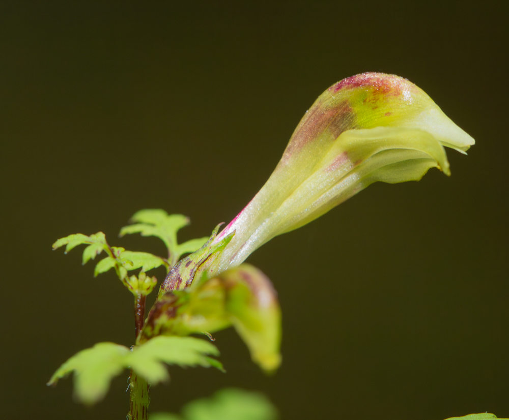 Изображение особи Pedicularis kuznetzovii.