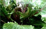 Brassica oleracea разновидность viridis. Листья. Московская обл., Раменский р-н, окр. дер. Хрипань, садовый участок. 18.08.2026.