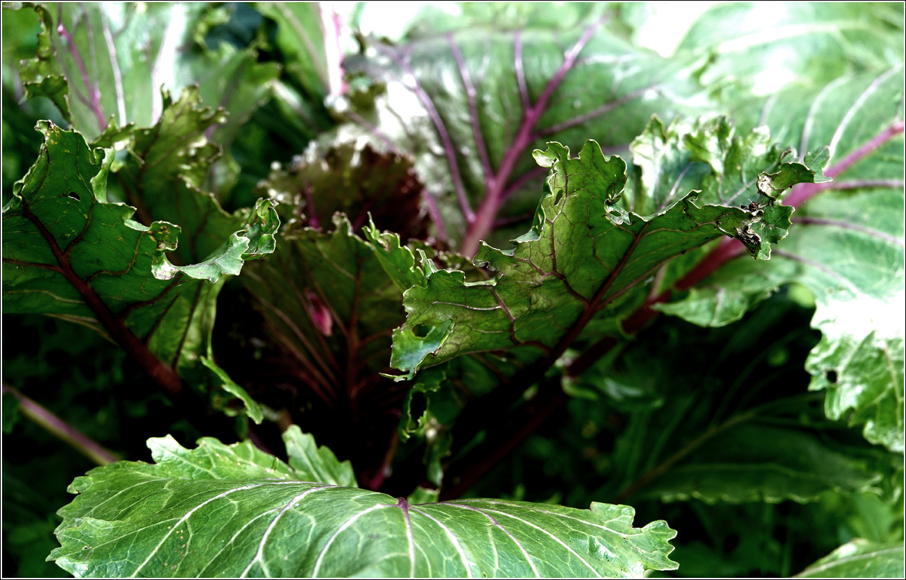 Изображение особи Brassica oleracea var. viridis.