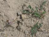 genus Oxytropis. Цветущее растение. Таджикистан, Горно-Бадахшанская автономная обл., Дарвазский р-н, Дарвазский хр., перев. Хабуработ, выс. ≈ 3200 м н.у.м., глинистый склон. 19 июня 2026 г.