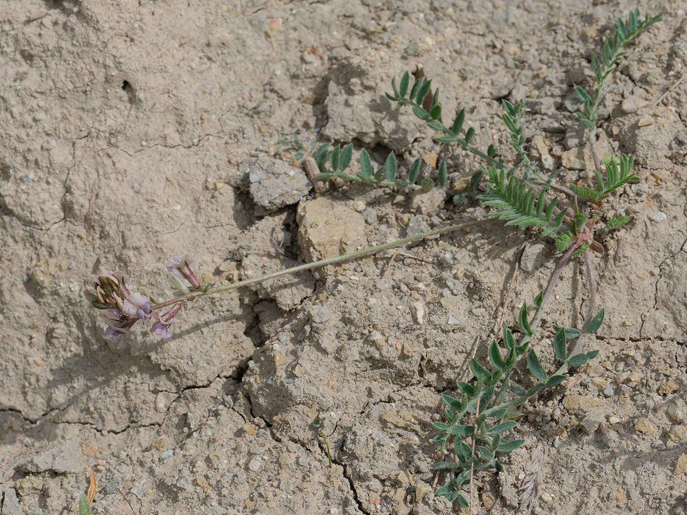 Image of genus Oxytropis specimen.