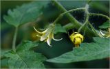 Lycopersicon esculentum. Цветок. Московская обл., Раменский р-н, окр. дер. Хрипань, садовый участок. 21.07.2026.