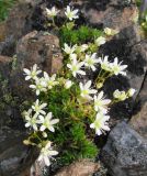 Saxifraga spinulosa. Цветущее растение. Тува, хр. Обручева, р. Сынак. 12.07.2010.