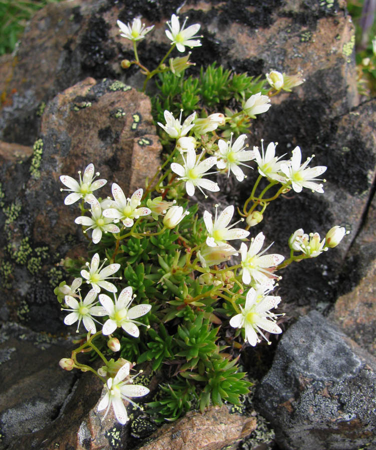 Image of Saxifraga spinulosa specimen.