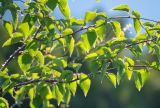 genus Betula. Верхушки веточек. Хабаровский край, Охотский р-н, гора Кадар, 980 м н.у.м., кустарничково-лишайниковая тундра среди курумника. 28.07.2026.