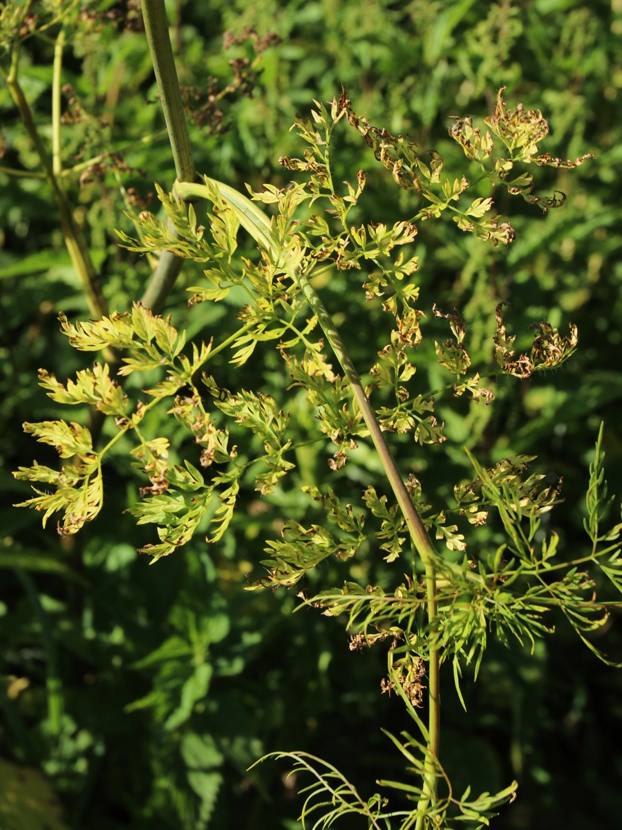 Image of Chaerophyllum bulbosum specimen.