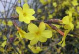 Jasminum nudiflorum. Ветвь с цветками. Южный Берег Крыма, Алушта. 11 февраля 2009 г.