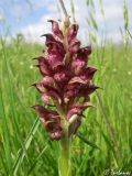 Anacamptis coriophora. Соцветие. Крым, Байдарская долина, окр. с. Кизиловое. 18.05.2010.